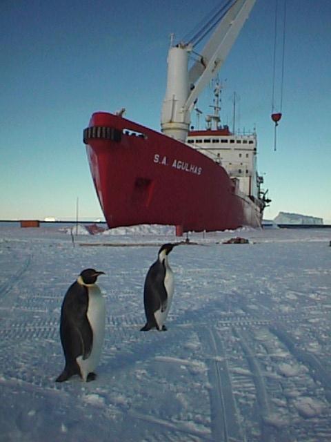 Two emperor penguins on bay ice, with a red ship, the SA Agulhas in the background