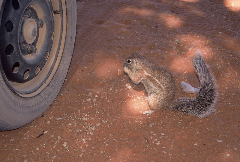 A ground squirrel next to the wheel of a car.
