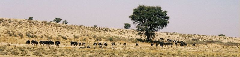 A herd of ostrich